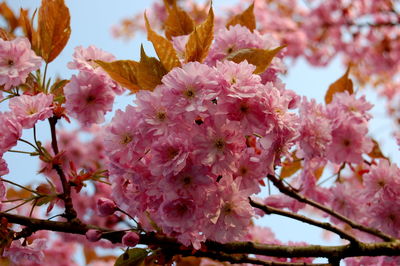 Close-up of pink cherry blossoms in spring