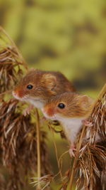 Close-up of squirrel on land