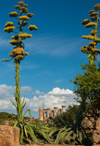 Trees against blue sky