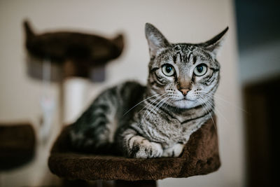Close-up portrait of a cat