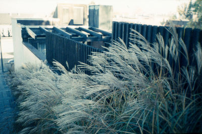 Close-up of grass and buildings in city