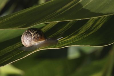 Close-up of snail on leaf