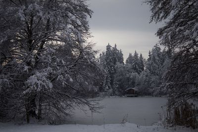 Trees on snow covered landscape