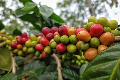 Close-up of cherries growing on tree