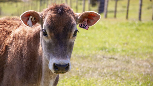 Close-up portrait of a horse on field