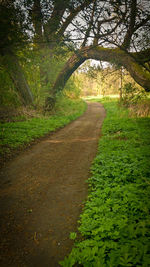 Footpath passing through landscape