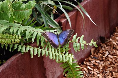 Close-up of butterfly on plant