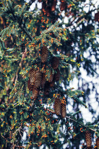 Low angle view of pine cones on tree