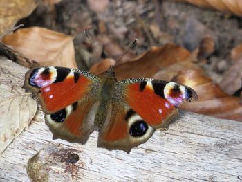 Close-up of butterfly on wood