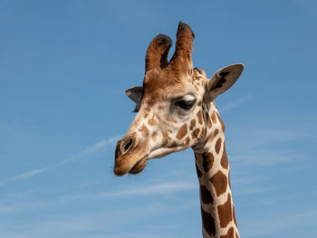Close-up of giraffe against blue sky