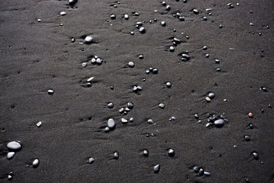 High angle view of starfish on beach