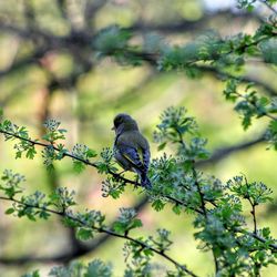 Bird perching on a tree