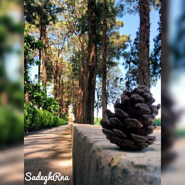 tree, wood - material, focus on foreground, text, tree trunk, forest, communication, close-up, western script, growth, nature, day, wooden, selective focus, tranquility, outdoors, wood, no people, log, deforestation