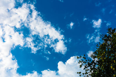 Low angle view of trees against blue sky