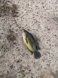 High angle view of dead fish