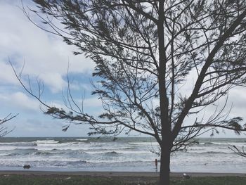 Bare tree by sea against sky