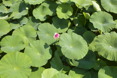 High angle view of flowering plant