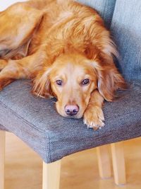 Portrait of dog relaxing at home