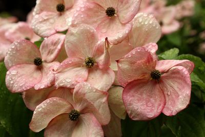 Close-up of water drops on pink flowers