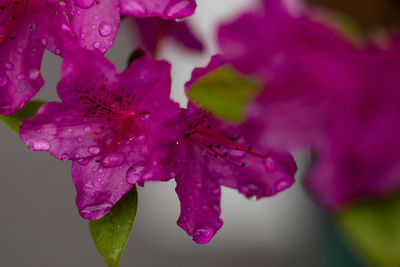 Close-up of pink rose flower