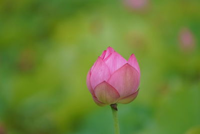 Close-up of pink water lily