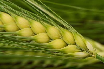 Close-up of corn