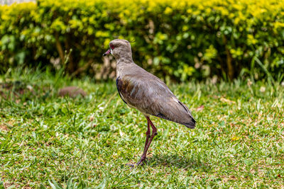 Side view of a bird on field