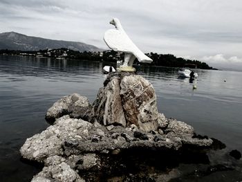 Seagull on rock by lake against sky