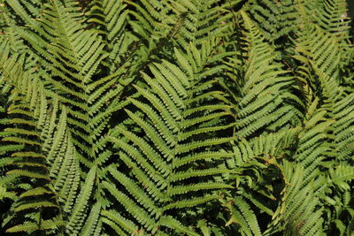 Full frame shot of fern leaves