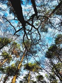 Low angle view of trees against sky