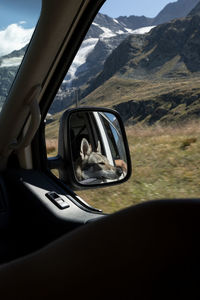 Reflection of a wolf dog on side-view mirror