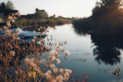 Close-up of plants in lake