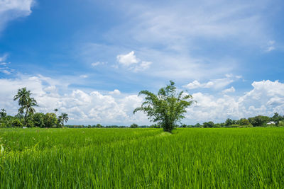 Growing bamboo tree at young rice paddy field against cloudy sky background.