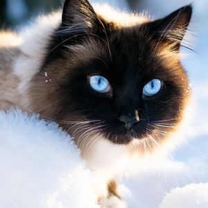 Close-up portrait of a cat