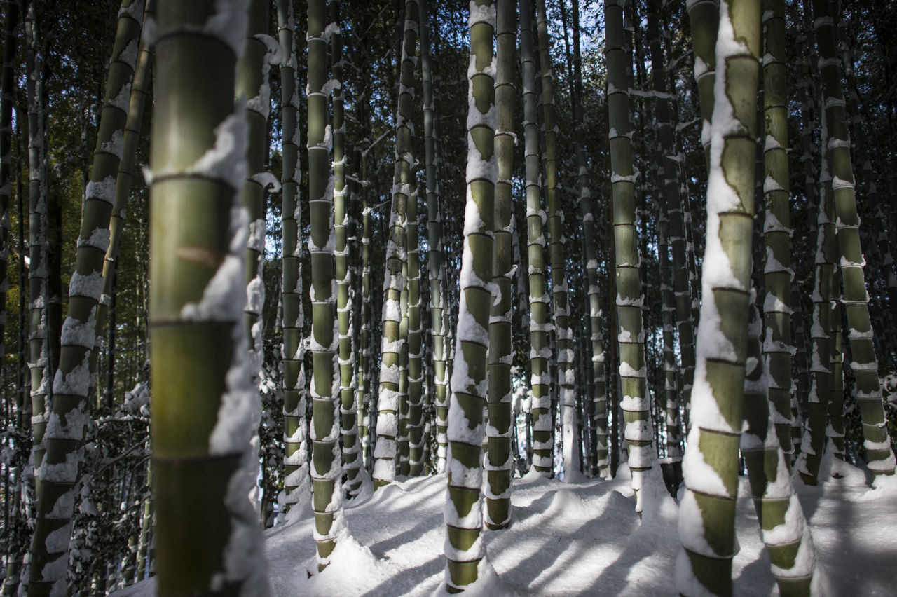 Bamboo in snow