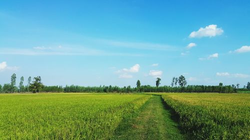 Scenic view of agricultural field against sky