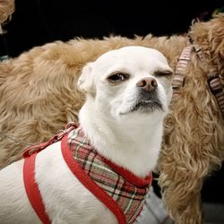 Close-up portrait of dog sticking out tongue