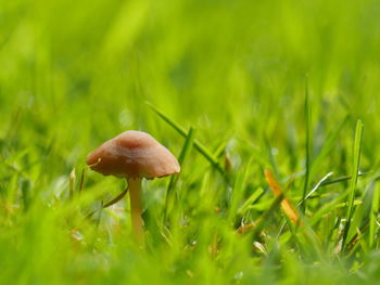 Close-up of mushroom on grass