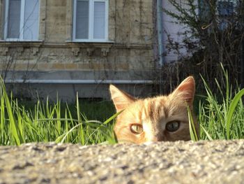Portrait of cat hiding behind grass