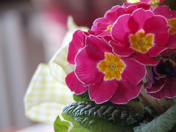 Close-up of pink flowering plant