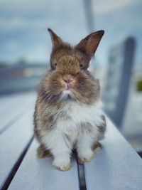 Close-up portrait of a rabbit