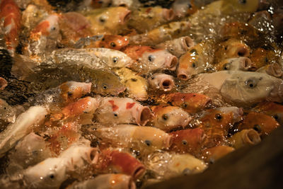 Close up of a koi carp fish