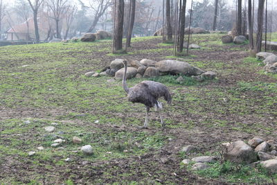 Sheep in a field