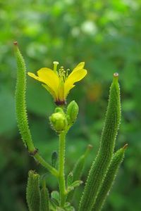Close-up of green leaves