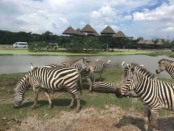 Zebras and zebra on a field