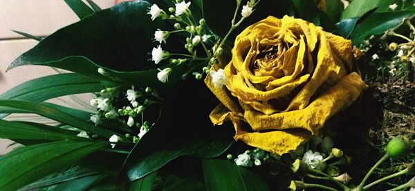 Close-up of flowers