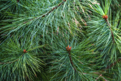 Close-up of pine tree