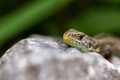 Close-up of lizard on rock