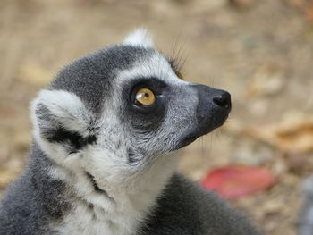 Close-up of lemur looking up