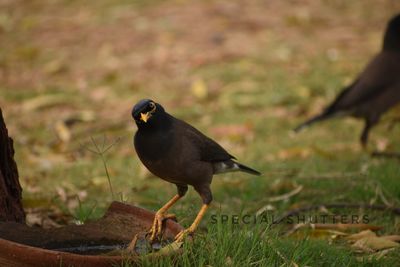 Close-up of bird perching on field